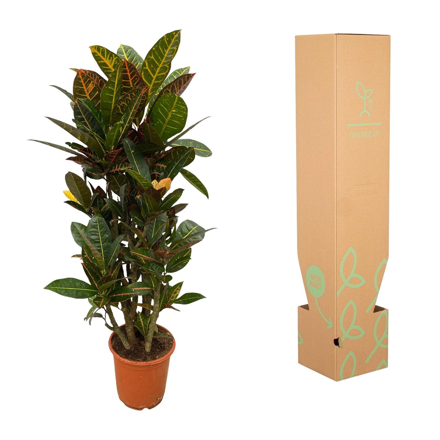 Codiaeum (Croton) Petra verzweigt - 100 cm - Ø21 cm