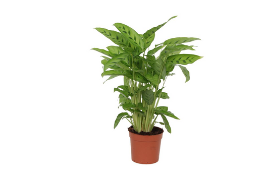 Calathea Leopardina - ↕35 cm - Ø12 cm
