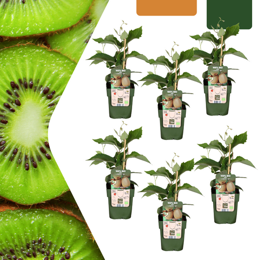 6x - Actinidia Deliciosa - Biologische selbstbestäubende Kiwi-Pflanzen - Ø 13 cm - ↕20 cm