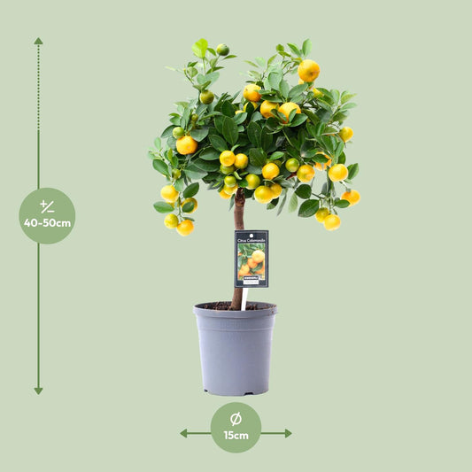 Citrus Calamondin - Ø15 cm - ↕45 cm