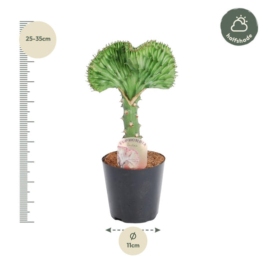 Euphorbia Lactea Cristata Grün - 30 cm - Ø10,5 cm