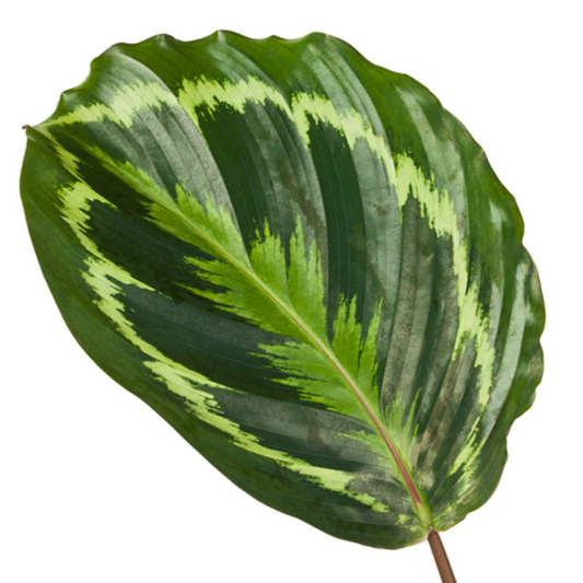Calathea Medallion - ↕80 cm - Ø24 cm