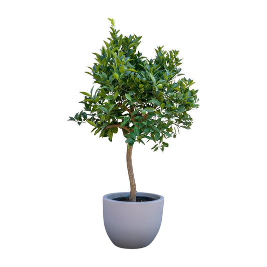 Orangenbaum - 200 cm - Ø40 cm