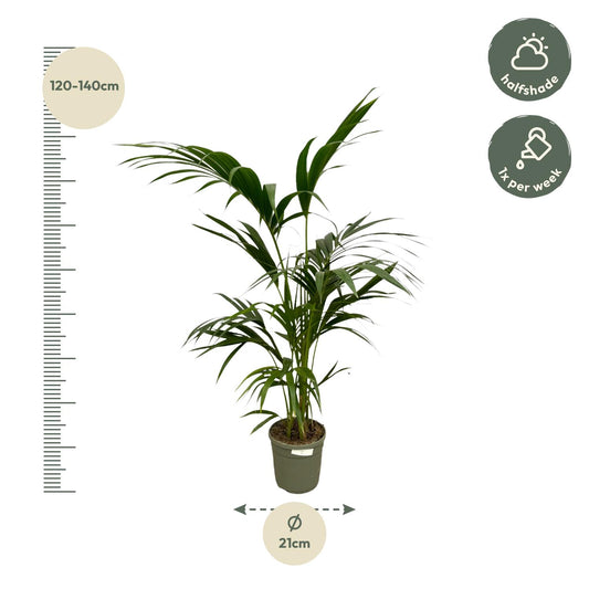 Kentia-Palme - 130 cm - Ø21 cm