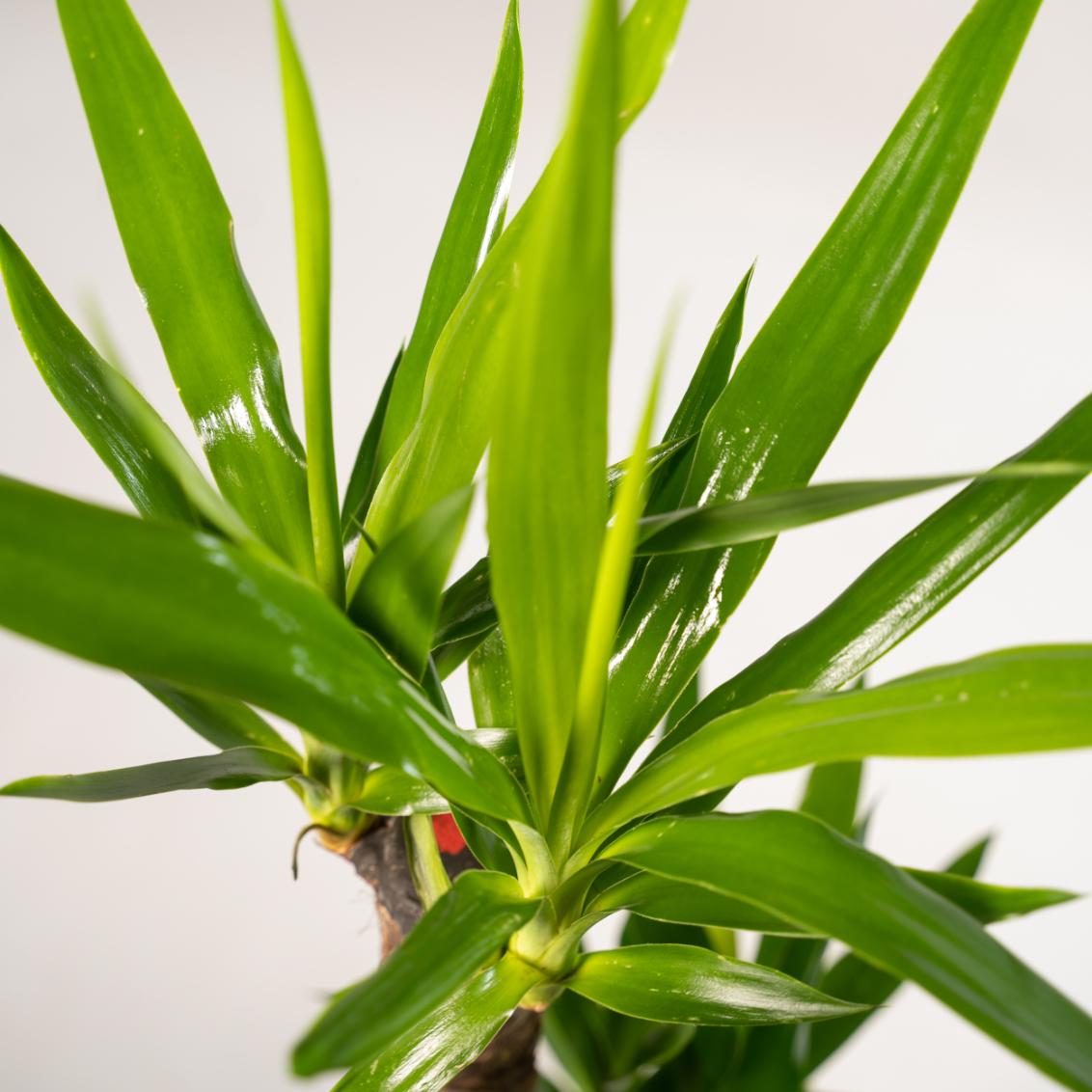 2x Yucca - ↕90 cm - Ø17 cm