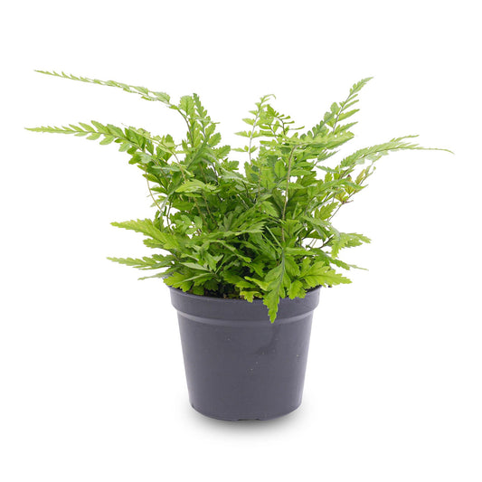 Athyrium spicatum - Terrariumpflanze - Topfgröße 6 cm
