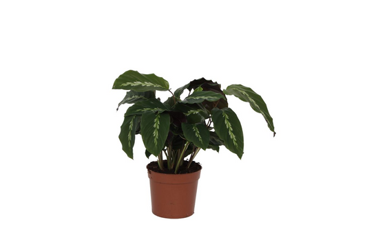 Calathea Maui Queen - ↕35 cm - Ø12 cm