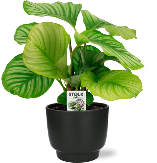 Calathea Orbifolia - Ø14 cm - ↕50 cm inkl. Topf D15x13 cm - Schwarz