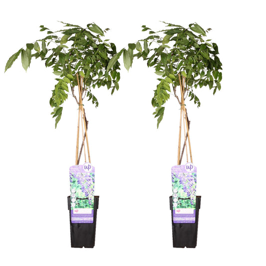 2x - Wisteria sinensis 'Prolific' - ↕65cm - Ø15