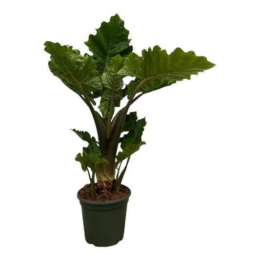 Alocasia Low Raider - ↕75 cm - Ø26 cm