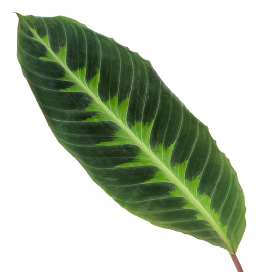 Calathea Warscewiczii - ↕80 cm - Ø19 cm