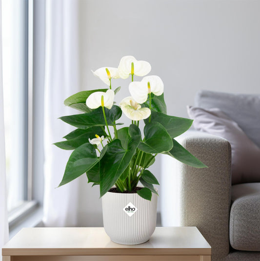 Anthurium Karma White (Flamingoblume) - Ø12 cm - ↕43 cm