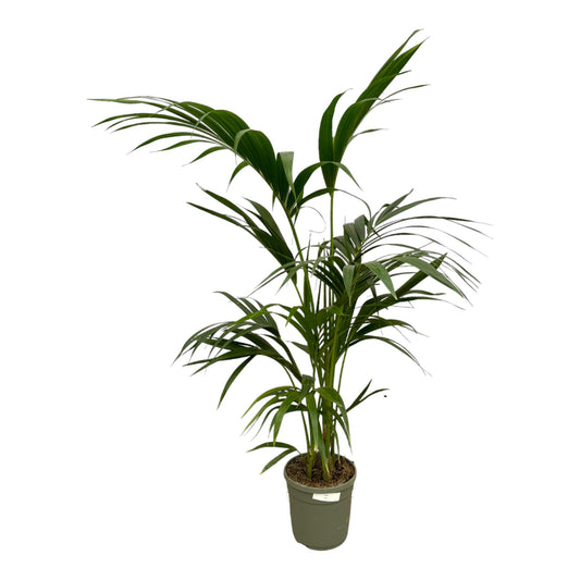 Kentia-Palme - 130 cm - Ø21 cm
