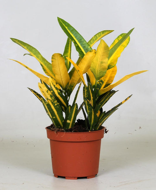 Croton Sunny Star - 12 cm - 30 cm