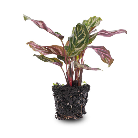 Calathea Makoyana (Pfauenpflanze) - für Flaschengarten - Topfgröße Ø6 cm