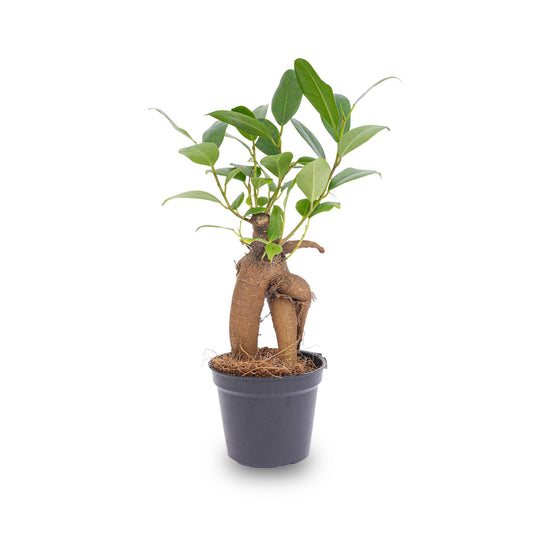 Ficus Ginseng Bonsai - Microcarpa - Topfgröße 6 cm