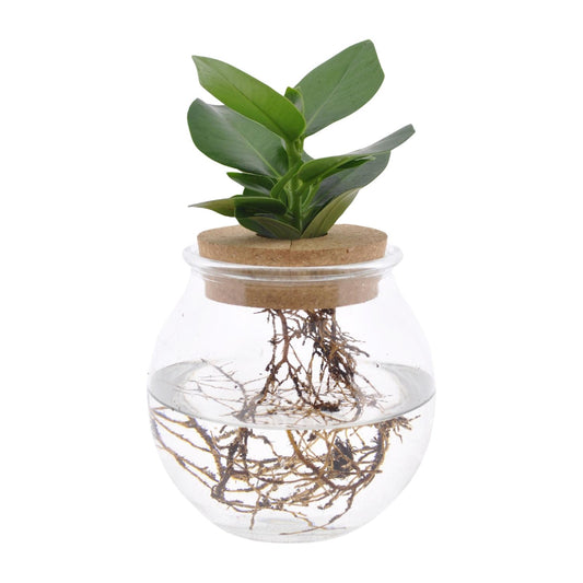 Clusia In Kugelglas + Klickkork - 12 cm - 30 cm