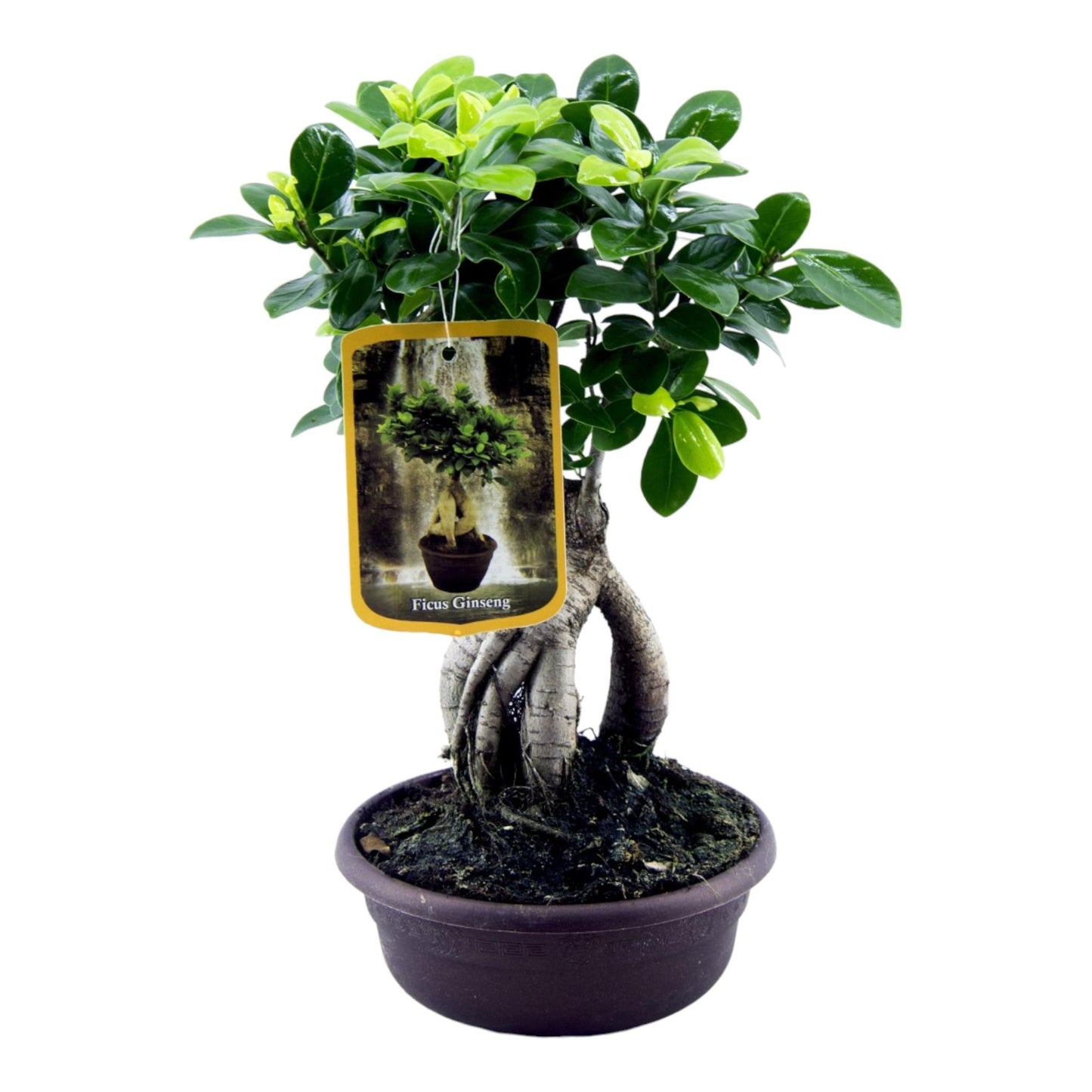 Ficus Microcarpa Ginseng - 30 cm - Ø17 cm