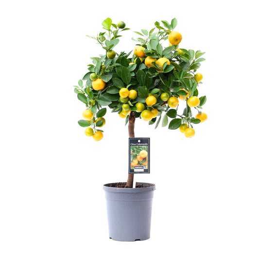 Citrus Calamondin - Ø15 cm - ↕45 cm