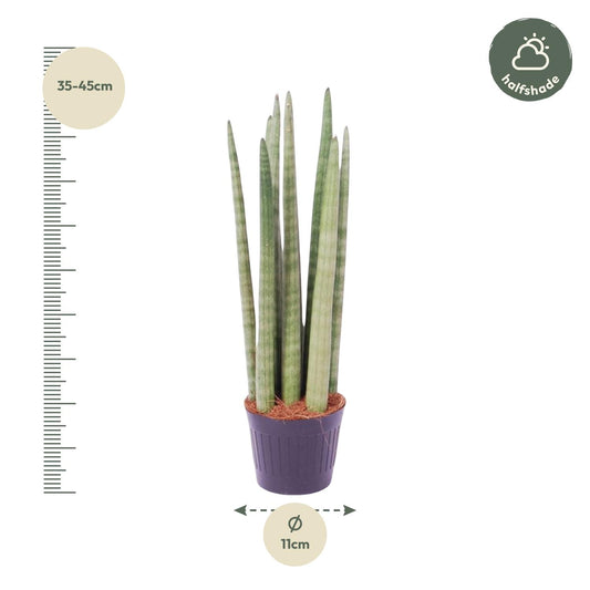 Sansevieria Cylindrica 'Spaghetti' - 40 cm - Ø10,5 cm