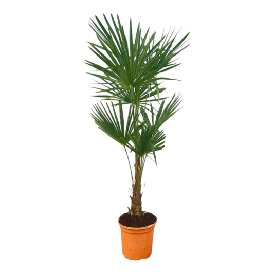 Trachycarpus Fortuneii - 150 cm - Ø27 cm