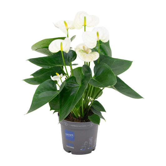 Anthurium Karma White (Flamingoblume) - Ø12 cm - ↕43 cm