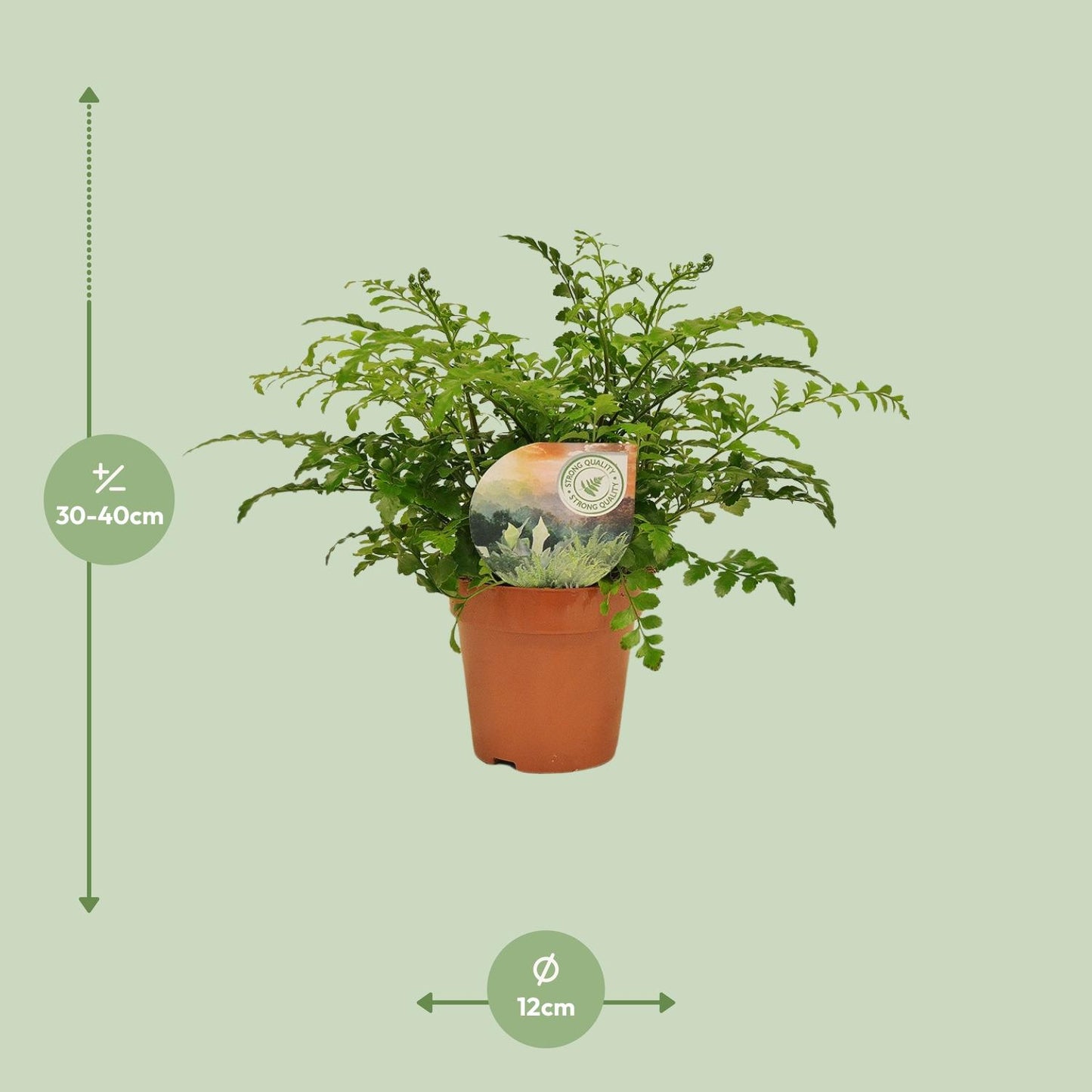 Asplenium Parvati (Rippenfarn) - Ø12 cm - ↕35 cm