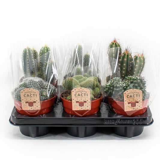 Kaktus-Mix P12 - 6 Stück - Ø12 cm - ↕20 cm