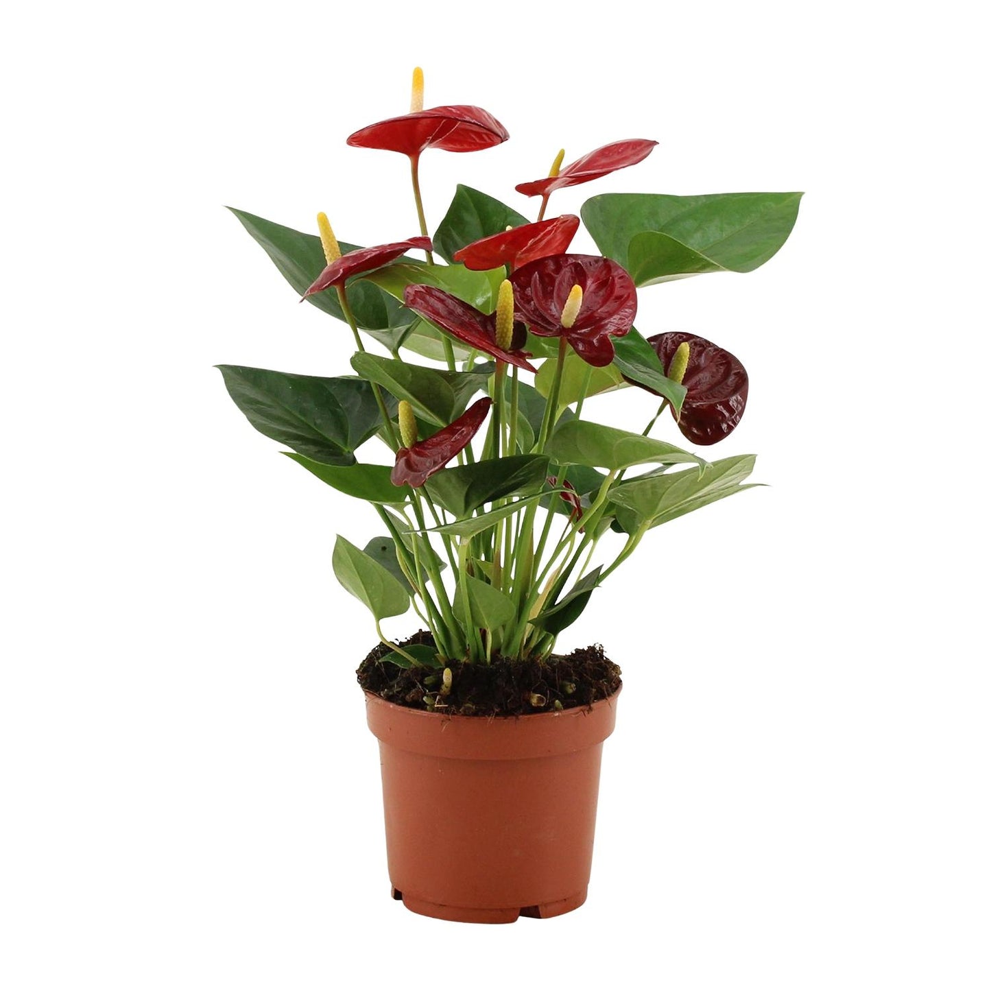 Anthurium Calon - Ø12 cm - ↕36 cm