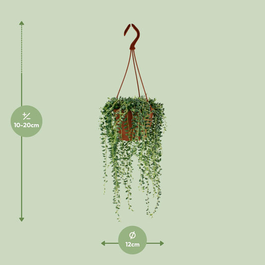 Senecio Herreianus - 12 cm - 20 cm