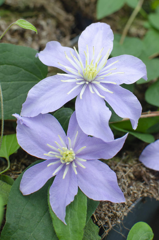 3x - Clematis Justa - ↕65cm - Ø15