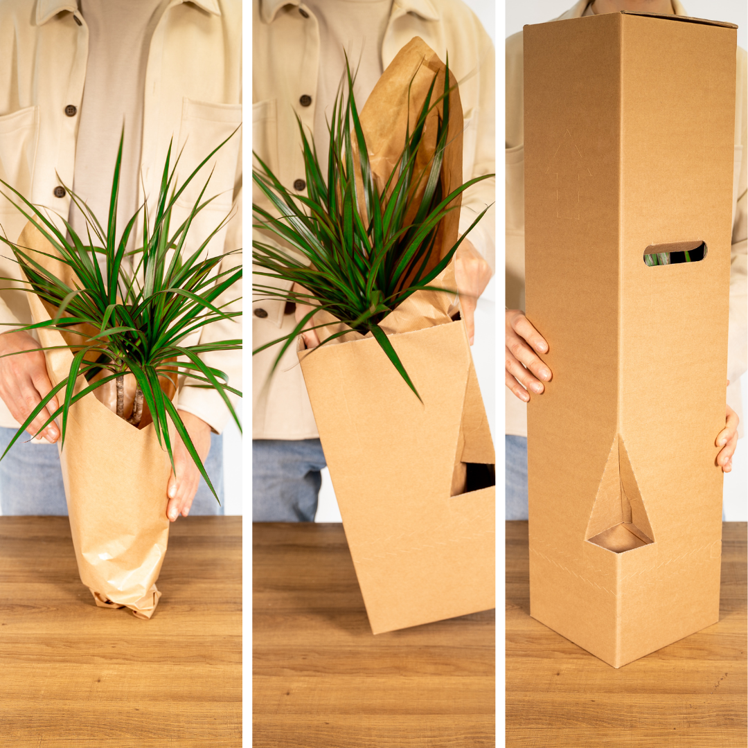 Gartenkräutermischung - 4 Stück - 14 cm - 18 cm