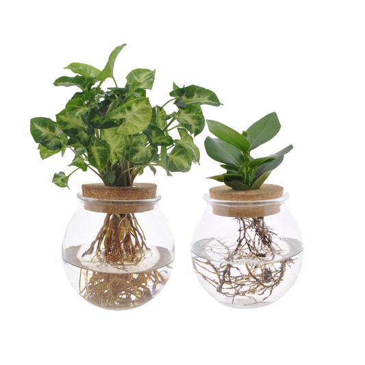 Kugelglas Duo Clusia/Syngonium Green - 2 Stück - Ø12 cm - ↕30 cm