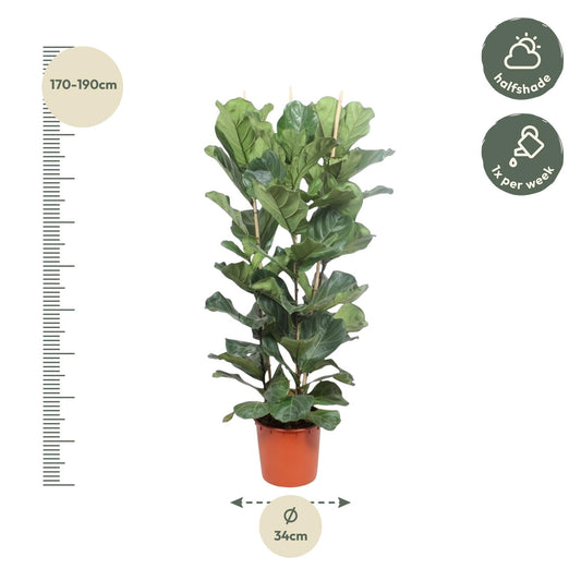 Ficus Lyrata Strauch - 180 cm - Ø34 cm
