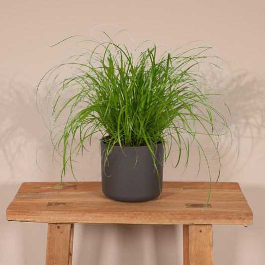 Cyperus Alternifolius - Katzengras - Ø12 cm - ↕20 cm