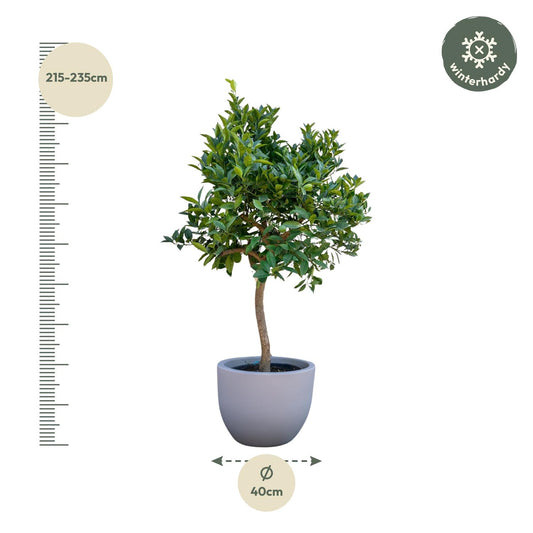 Orangenbaum - 200 cm - Ø40 cm
