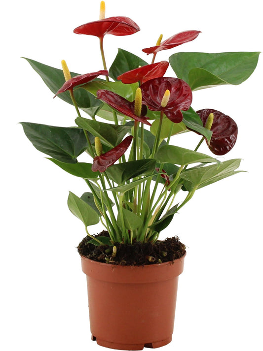 Anthurium Calon - Ø12 cm - ↕36 cm
