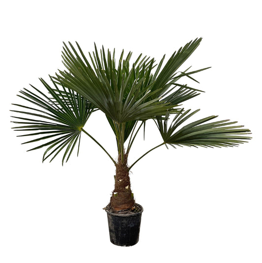Trachycarpus - 100 cm - Ø21 cm