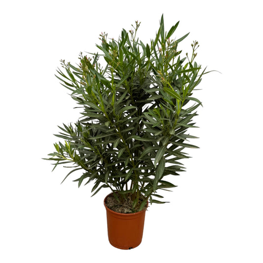 Nerium Oleander Strauch mit roten Blüten - 160 cm - Ø30 cm