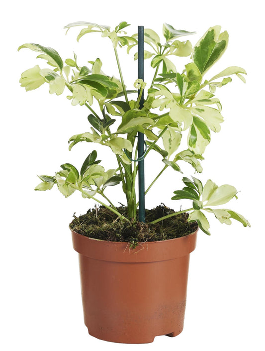 Schefflera Janine - 9 cm - 20 cm