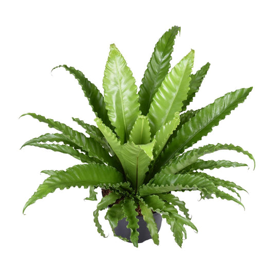 Asplenium Antiquum (Nestfarn) Osaka - Ø23 cm - ↕60 cm