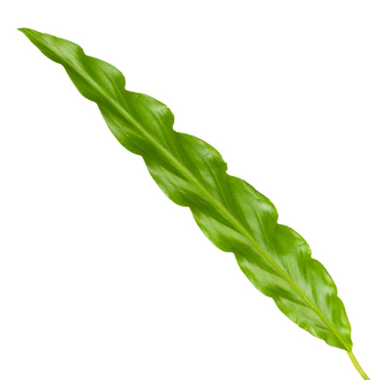 Calathea Bluegrass - ↕35 cm - Ø12 cm