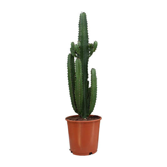 Euphorbia Acrurensis - Ø24 cm - ↕95 cm