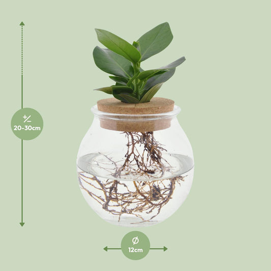 Clusia In Kugelglas + Klickkork - 12 cm - 30 cm