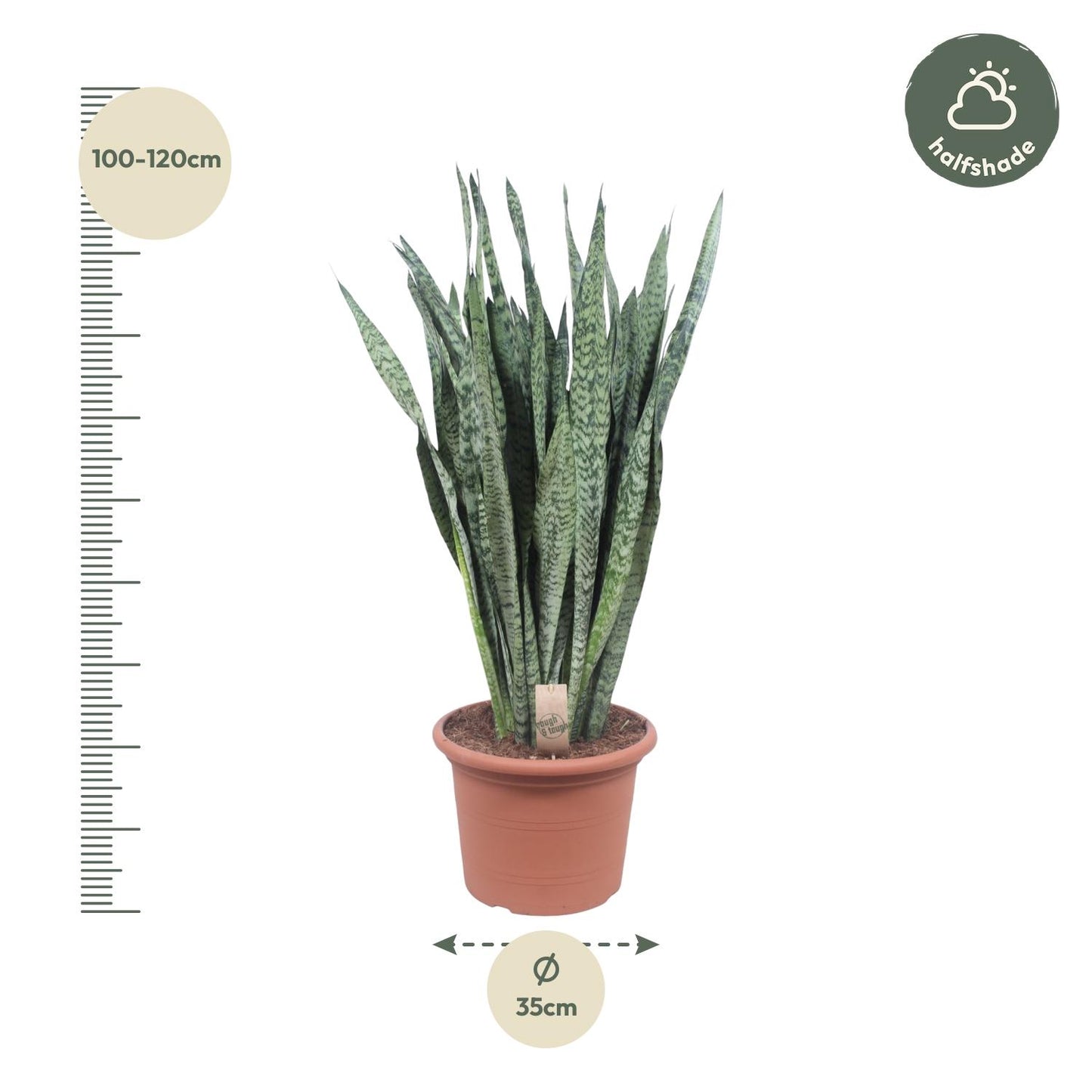 Sansevieria Zeylanica - 110 cm - Ø35 cm
