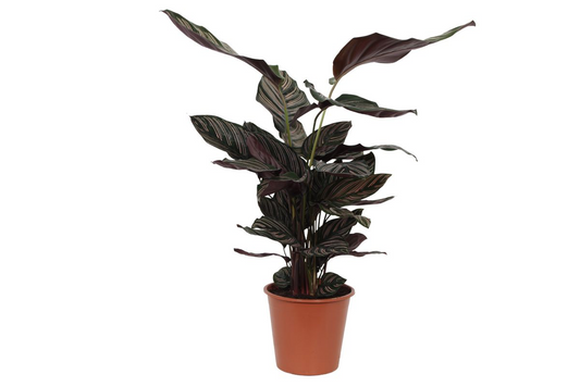 Calathea Sanderiana - ↕80 cm - Ø19 cm