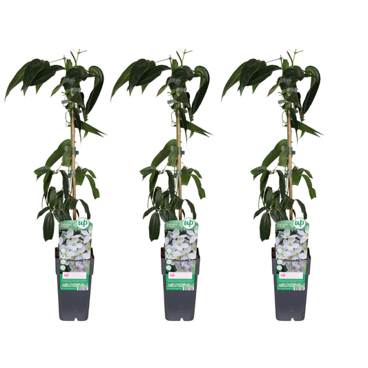 3x - Clematis armandii - Ø15cm - ↕65cm