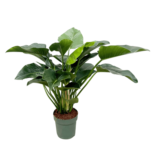 Philodendron Grüne Schönheit - 120 cm - Ø30 cm