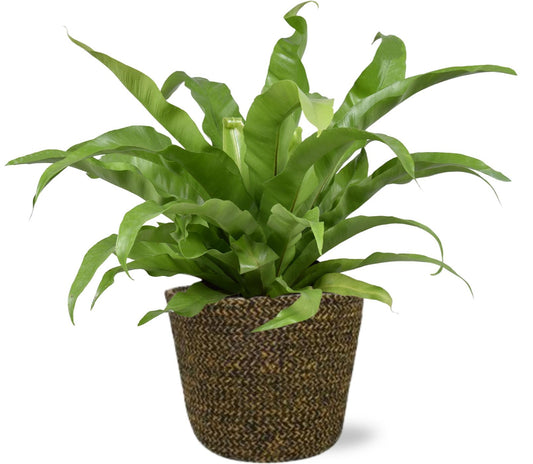 Asplenium Antiquum (Nestfarn) - Ø17 cm - ↕45 cm inkl. Korb-Topf D18x16 cm - Schwarz/Braun