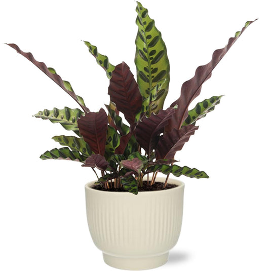 Calathea Insignis - Ø12 cm - ↕50 cm + Topf D13x11 cm - Weiß